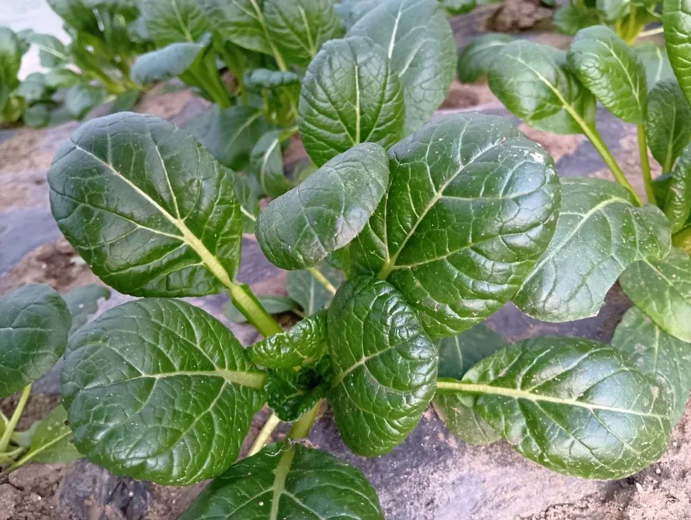 農薬に頼らず栽培