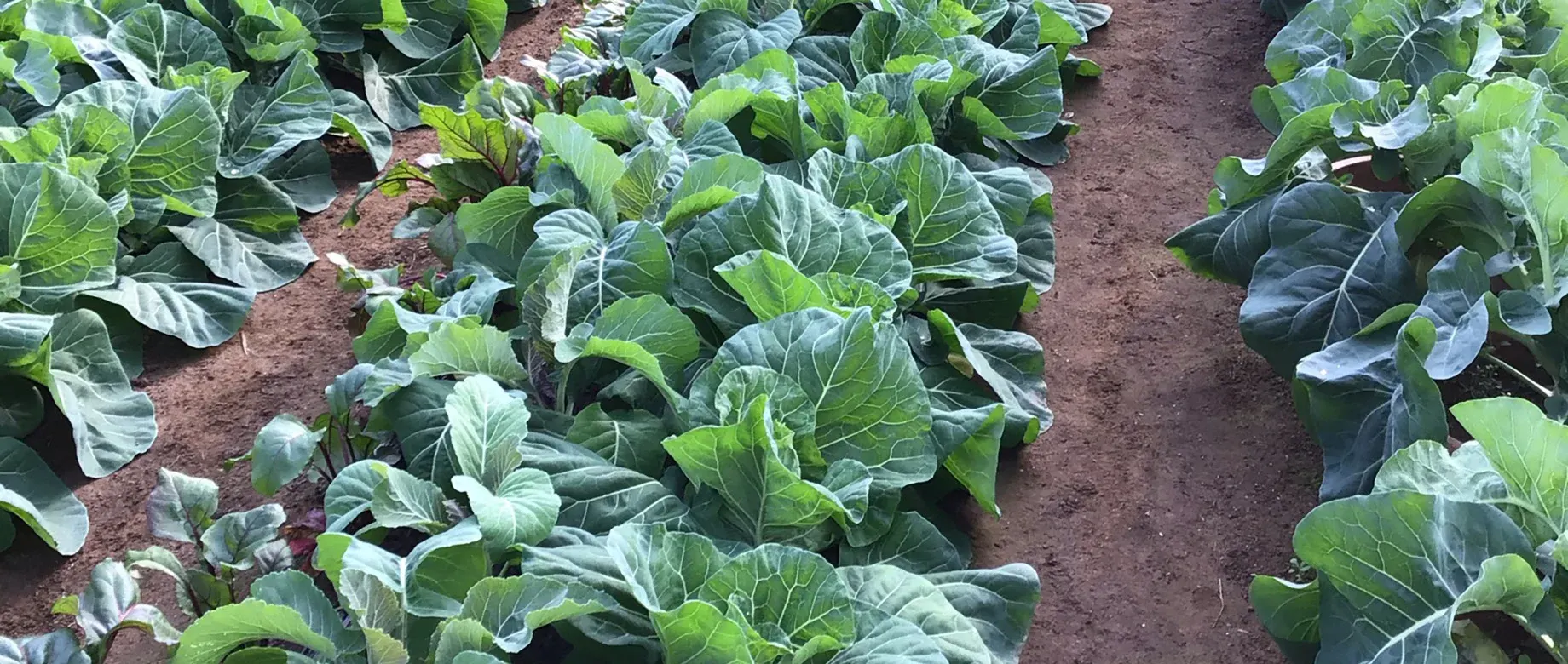 できる限り農薬に頼らない野菜づくり