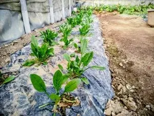 刈った草を敷き藁に畑にやさしい循環