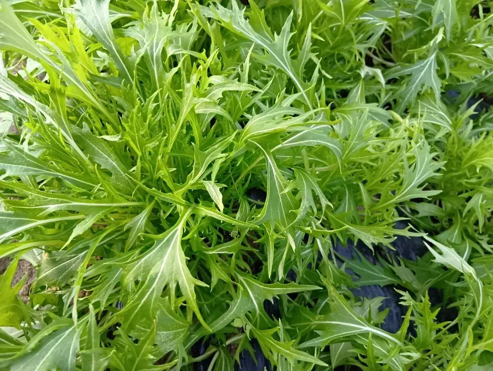 栽培